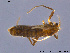  (Eretmoptera - AACHR9)  @13 [ ] CreativeCommons - Attribution Non-Commercial Share-Alike (2011) NTNU Museum of Natural History and Archaeology NTNU Museum of Natural History and Archaeology