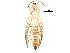  (Thrips australis - BIOUG06945-A02)  @14 [ ] CreativeCommons - Attribution (2015) CBG Photography Group Centre for Biodiversity Genomics