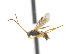  (Microplitis jft25 - CNC468994)  @14 [ ] CreativeCommons  Attribution Non-Commercial Share-Alike (2016) Unspecified Canadian National Collection of Insects