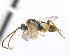  ( - CNC469004)  @13 [ ] CreativeCommons  Attribution Non-Commercial Share-Alike (2016) Unspecified Canadian National Collection of Insects