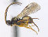  ( - CNC469035)  @15 [ ] CreativeCommons  Attribution Non-Commercial Share-Alike (2016) Unspecified Canadian National Collection of Insects