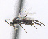  (Apanteles jft15 - CNC469040)  @15 [ ] CreativeCommons  Attribution Non-Commercial Share-Alike (2016) Unspecified Canadian National Collection of Insects