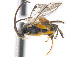  ( - CNC469093)  @11 [ ] CreativeCommons  Attribution Non-Commercial Share-Alike (2016) Unspecified Canadian National Collection of Insects