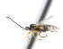  ( - CNC469094)  @15 [ ] CreativeCommons  Attribution Non-Commercial Share-Alike (2016) Unspecified Canadian National Collection of Insects