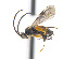  ( - CNC469108)  @11 [ ] CreativeCommons  Attribution Non-Commercial Share-Alike (2016) Unspecified Canadian National Collection of Insects