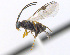  ( - CNC469116)  @15 [ ] CreativeCommons  Attribution Non-Commercial Share-Alike (2016) Unspecified Canadian National Collection of Insects