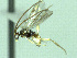  ( - CNC469185)  @12 [ ] CreativeCommons  Attribution Non-Commercial Share-Alike (2016) Unspecified Canadian National Collection of Insects