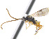  ( - CNC469201)  @14 [ ] CreativeCommons  Attribution Non-Commercial Share-Alike (2016) Unspecified Canadian National Collection of Insects