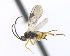  ( - CNC469206)  @12 [ ] CreativeCommons  Attribution Non-Commercial Share-Alike (2016) Unspecified Canadian National Collection of Insects