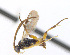  ( - CNC469237)  @14 [ ] CreativeCommons  Attribution Non-Commercial Share-Alike (2016) Unspecified Canadian National Collection of Insects