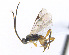  (Choeras quadratus - CNC469329)  @14 [ ] CreativeCommons  Attribution Non-Commercial Share-Alike (2016) Unspecified Canadian National Collection of Insects