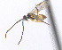  ( - CNC469342)  @13 [ ] CreativeCommons  Attribution Non-Commercial Share-Alike (2016) Unspecified Canadian National Collection of Insects