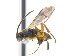  ( - CNC469369)  @11 [ ] CreativeCommons  Attribution Non-Commercial Share-Alike (2016) Unspecified Canadian National Collection of Insects