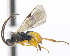  ( - CNC469378)  @15 [ ] CreativeCommons  Attribution Non-Commercial Share-Alike (2016) Unspecified Canadian National Collection of Insects