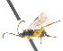  ( - CNC469412)  @11 [ ] CreativeCommons  Attribution Non-Commercial Share-Alike (2016) Unspecified Canadian National Collection of Insects
