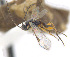  ( - CNC472865)  @14 [ ] CreativeCommons  Attribution Non-Commercial Share-Alike (2016) Unspecified Canadian National Collection of Insects
