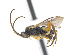  ( - CNC473582)  @11 [ ] CreativeCommons  Attribution Non-Commercial Share-Alike (2016) Unspecified Canadian National Collection of Insects