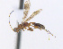  ( - CNC473645)  @13 [ ] CreativeCommons  Attribution Non-Commercial Share-Alike (2016) Unspecified Canadian National Collection of Insects