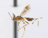  ( - CNC473649)  @13 [ ] CreativeCommons  Attribution Non-Commercial Share-Alike (2016) Unspecified Canadian National Collection of Insects