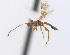  ( - CNC473653)  @13 [ ] CreativeCommons  Attribution Non-Commercial Share-Alike (2016) Unspecified Canadian National Collection of Insects