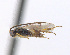  (Choeras arene - CNC475770)  @14 [ ] CreativeCommons  Attribution Non-Commercial Share-Alike (2016) Unspecified Canadian National Collection of Insects