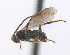  ( - CNC475774)  @14 [ ] CreativeCommons  Attribution Non-Commercial Share-Alike (2016) Unspecified Canadian National Collection of Insects