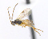  ( - CNC483617)  @13 [ ] CreativeCommons  Attribution Non-Commercial Share-Alike (2016) Unspecified Canadian National Collection of Insects