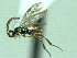  (Paroplitis - CNC486249)  @13 [ ] CreativeCommons  Attribution Non-Commercial Share-Alike (2016) Unspecified Canadian National Collection of Insects