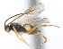  ( - CNC486440)  @12 [ ] CreativeCommons  Attribution Non-Commercial Share-Alike (2016) Unspecified Canadian National Collection of Insects