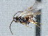  ( - CNC486827)  @13 [ ] CreativeCommons  Attribution Non-Commercial Share-Alike (2016) Unspecified Canadian National Collection of Insects