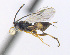  ( - CNC507542)  @12 [ ] CreativeCommons  Attribution Non-Commercial Share-Alike (2016) Unspecified Canadian National Collection of Insects