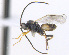  ( - CNC507543)  @13 [ ] CreativeCommons  Attribution Non-Commercial Share-Alike (2016) Unspecified Canadian National Collection of Insects