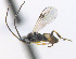  ( - CNC507546)  @13 [ ] CreativeCommons  Attribution Non-Commercial Share-Alike (2016) Unspecified Canadian National Collection of Insects