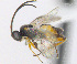  (Cotesia icipe - CNC507547)  @14 [ ] CreativeCommons  Attribution Non-Commercial Share-Alike (2016) Unspecified Canadian National Collection of Insects