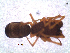 (Mecynidis cf. dentipalpis - NCA-2012_5959)  @12 [ ] CreativeCommons - Attribution Non-Commercial Share-Alike (2013) Robin Lyle Agricultural Research Council (ARC)
