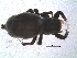  (Heliophanus orchesta - TM 24214)  @12 [ ] CreativeCommons - Attribution Non-Commercial Share-Alike (2013) Robin Lyle Agricultural Research Council (ARC)