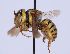  (Icteranthidium urfanum - MK-af063)  @11 [ ] nrr (2021) Unspecified Max Kasparek