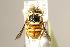  (Pachyanthidium semiluteum - MK-mk768)  @11 [ ] nrr (2023) Unspecified Max Kasparek