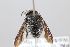  (Pachyanthidium lachrymosum - MK-sri114)  @11 [ ] nrr (2023) Unspecified Max Kasparek