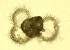  (Conus nux - RCPBTA0033)  @11 [ ] Copyright (2020) Unspecified Smithsonian Institution
