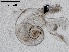  (Atlanta plana - Dubi230)  @11 [ ] CreativeCommons - Attribution Non-Commercial Share-Alike (2019) Maycol Madrid Smithsonian Tropical Research Institute