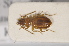  (Epaphius ovatus dispar - TLMF Col 00033)  @11 [ ] CreativeCommons - Attribution Non-Commercial Share-Alike (2013) Peter Huemer Tiroler Landesmuseum Ferdinandeum