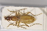  (Anophthalmus alphonsi alphonsi - TLMF Col 00052)  @11 [ ] CreativeCommons - Attribution Non-Commercial Share-Alike (2013) Peter Huemer Tiroler Landesmuseum Ferdinandeum