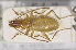  (Anophthalmus alphonsi skofjeloscensis - TLMF Col 00053)  @11 [ ] CreativeCommons - Attribution Non-Commercial Share-Alike (2013) Peter Huemer Tiroler Landesmuseum Ferdinandeum
