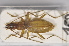  (Anophthalmus alphonsi - TLMF Col 00054)  @11 [ ] CreativeCommons - Attribution Non-Commercial Share-Alike (2013) Peter Huemer Tiroler Landesmuseum Ferdinandeum