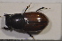  (Oromus alpinus - TLMF Col. 00124)  @13 [ ] CreativeCommons - Attribution Non-Commercial Share-Alike (2013) Peter Huemer Tiroler Landesmuseum Ferdinandeum