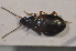  (Bembidion tetracolum - TLMF Col. 00150)  @12 [ ] CreativeCommons - Attribution Non-Commercial Share-Alike (2013) Peter Huemer Tiroler Landesmuseum Ferdinandeum