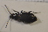  (Bembidion glaciale - TLMF Col. 00178)  @12 [ ] CreativeCommons - Attribution Non-Commercial Share-Alike (2013) Peter Huemer Tiroler Landesmuseum Ferdinandeum