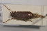  (Ernobius laticollis - TLMF Col. 00186)  @13 [ ] CreativeCommons - Attribution Non-Commercial Share-Alike (2013) Peter Huemer Tiroler Landesmuseum Ferdinandeum
