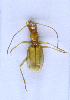  (Arctaphaenops angulipennis angulipennis - TLMF Col. 00194)  @12 [ ] CreativeCommons - Attribution Non-Commercial Share-Alike (2016) Andreas Eckelt Tiroler Landesmuseum